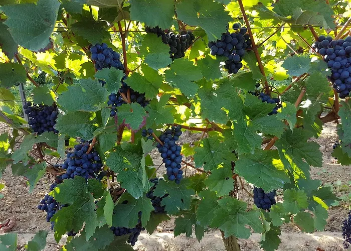 Weingut & Gaestehaus Nagel