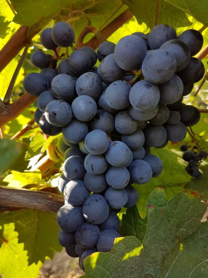 Homestay Weingut & Gaestehaus Nagel *