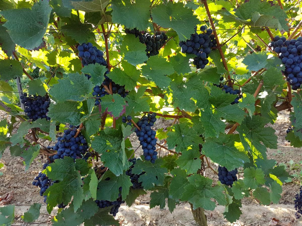 Weingut & Gaestehaus Nagel Homestay *