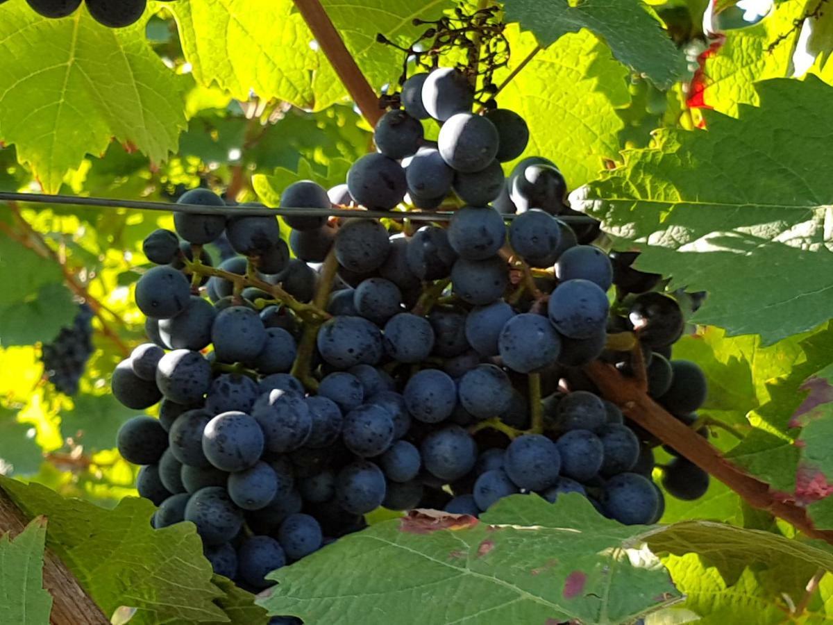 Weingut & Gaestehaus Nagel Homestay